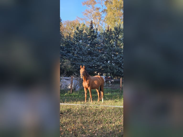 German Riding Horse Stallion 3 years 14,3 hh Chestnut-Red in Schwanefeld