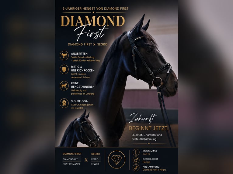 German Riding Horse Stallion 3 years 16.1 hh Bay-Dark in Wetter (Ruhr)