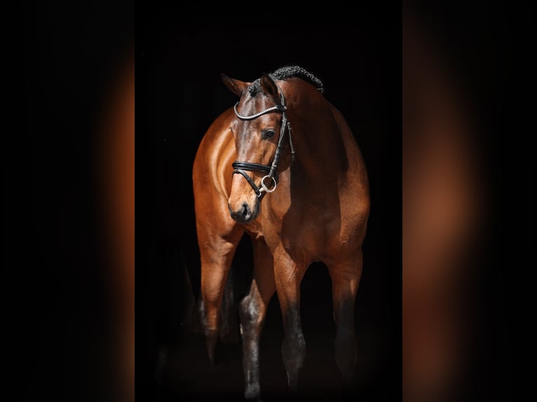 German Riding Horse Stallion 3 years 16,1 hh Bay-Dark in Lastrup