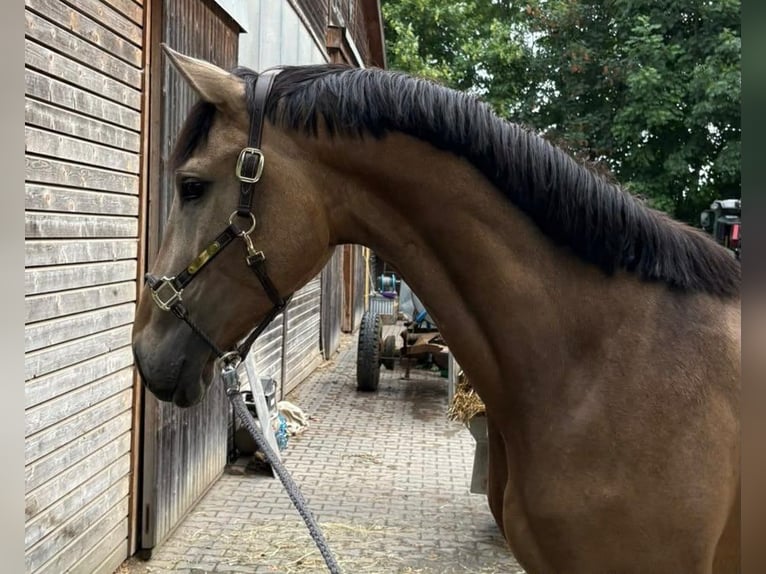 German Riding Horse Stallion 3 years 16.1 hh Buckskin in Büdingen