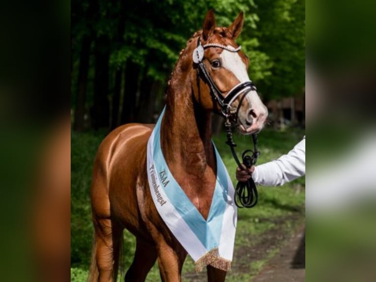German Riding Horse Stallion 3 years 16,1 hh Chestnut-Red in Heistenbach