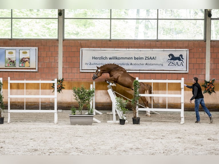 German Riding Horse Stallion 3 years 16,1 hh Chestnut-Red in Heistenbach