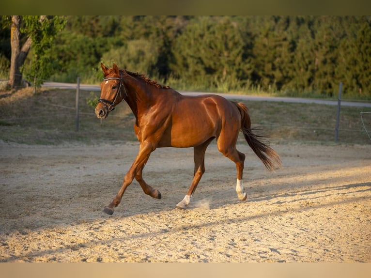 German Riding Horse Stallion 3 years 16.1 hh Chestnut-Red in Wörth an der Donau