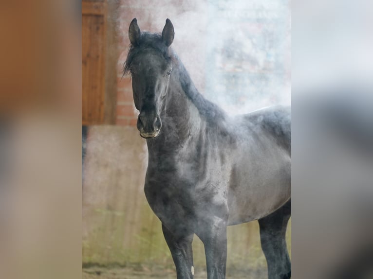 German Riding Horse Stallion 3 years 16,2 hh Black in Paderborn