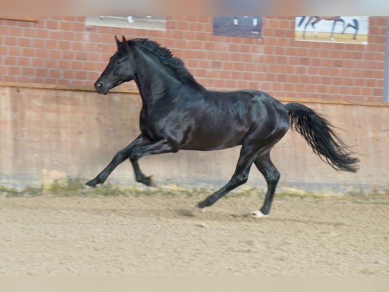 German Riding Horse Stallion 3 years 16,2 hh Black in Paderborn