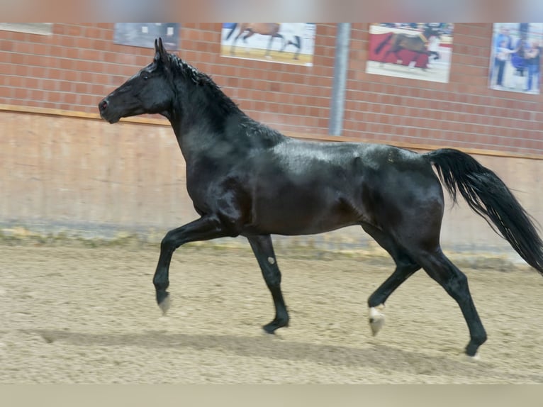 German Riding Horse Stallion 3 years 16,2 hh Black in Paderborn