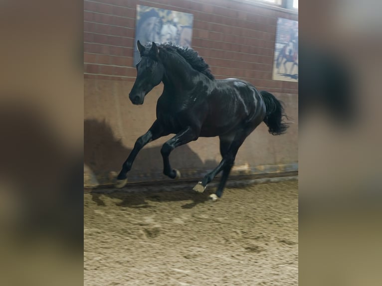 German Riding Horse Stallion 3 years 16,2 hh Black in Paderborn