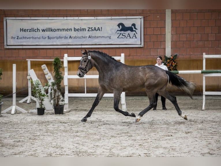 German Riding Horse Stallion 3 years 16,2 hh Gray in Heistenbach
