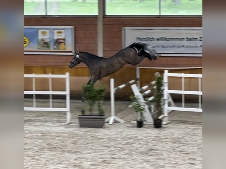 German Riding Horse Stallion 3 years 16,2 hh Gray in Heistenbach