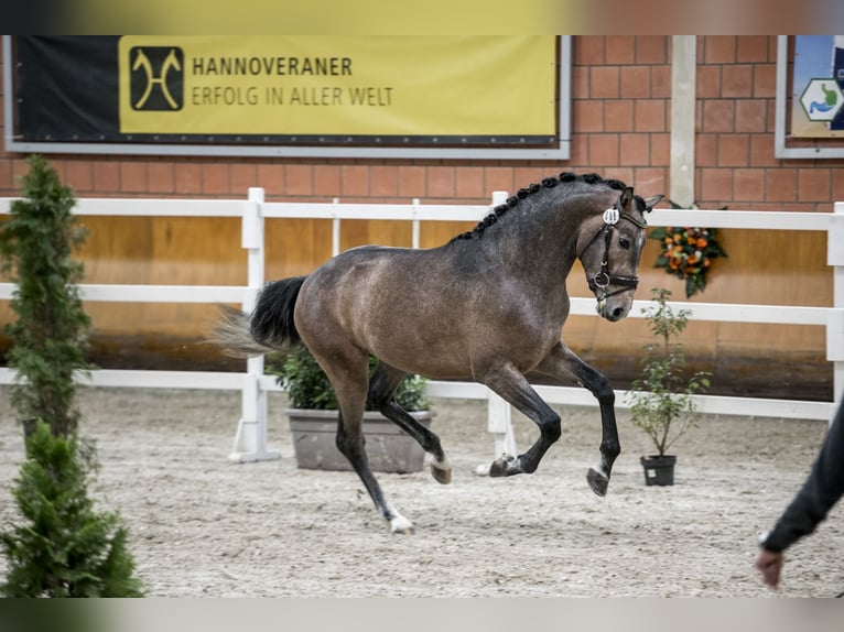 German Riding Horse Stallion 3 years 17 hh Gray in Heistenbach