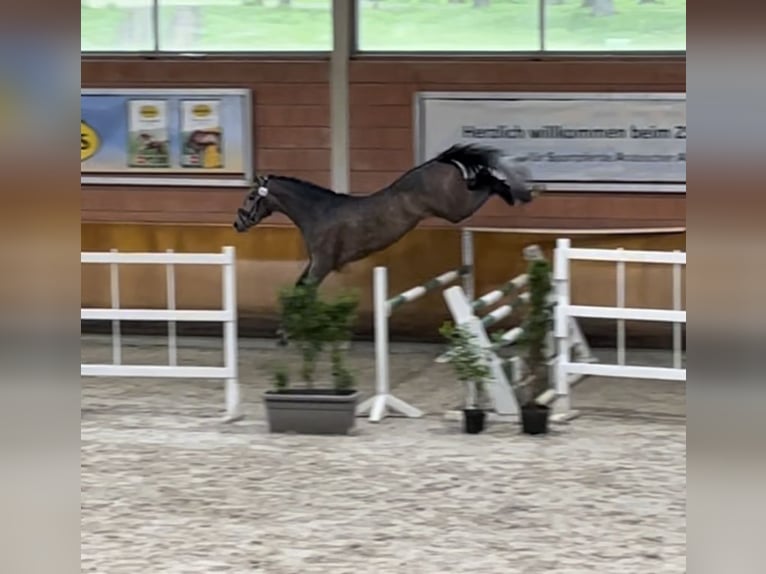 German Riding Horse Stallion 3 years 17 hh Gray in Heistenbach