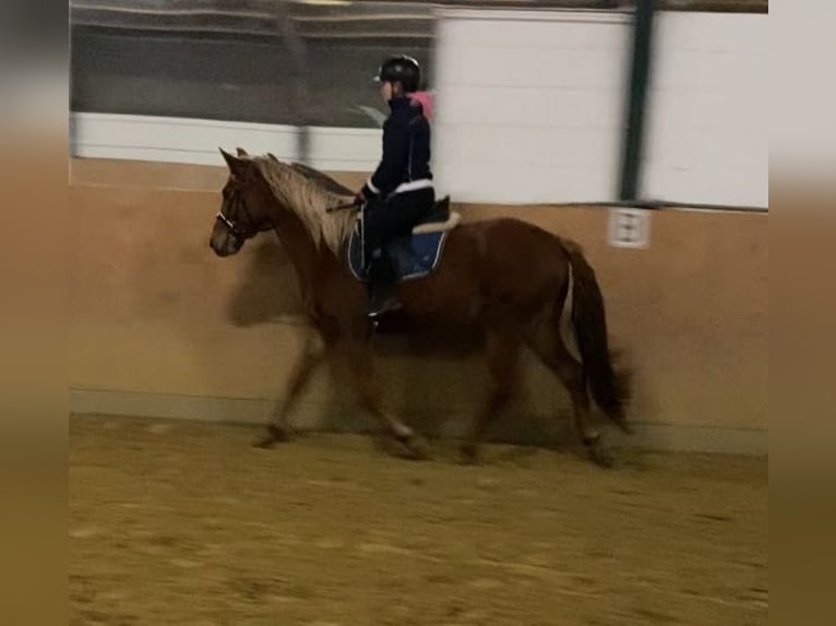 German Riding Horse Stallion 4 years 15,1 hh Chestnut-Red in Xanten