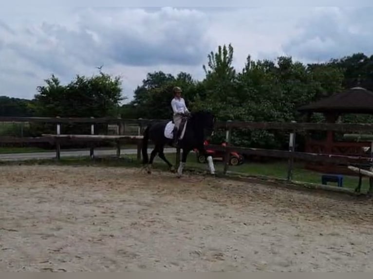 German Riding Horse Stallion 4 years 15,2 hh Smoky-Black in Warendorf