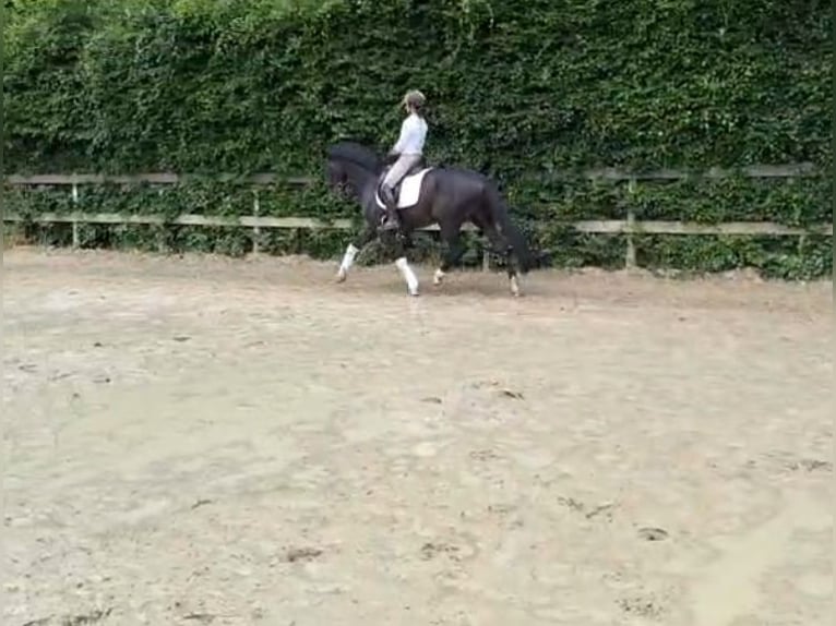 German Riding Horse Stallion 4 years 15,2 hh Smoky-Black in Warendorf
