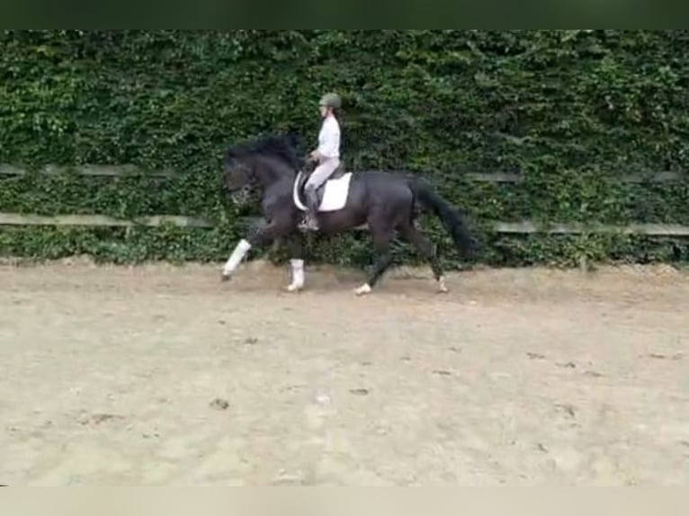 German Riding Horse Stallion 4 years 15,2 hh Smoky-Black in Warendorf