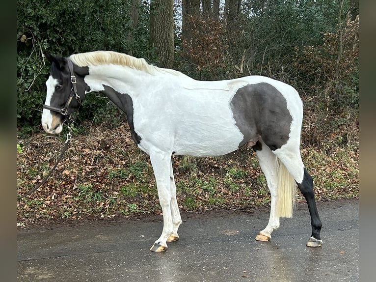 German Riding Horse Stallion 4 years 16.1 hh Pinto in Overath