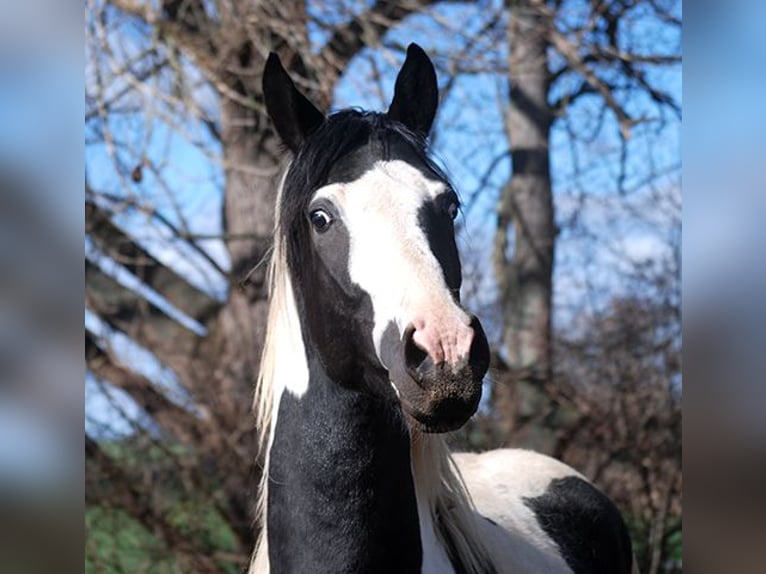 German Riding Horse Stallion 4 years 16,2 hh Tobiano-all-colors in Ennigerloh