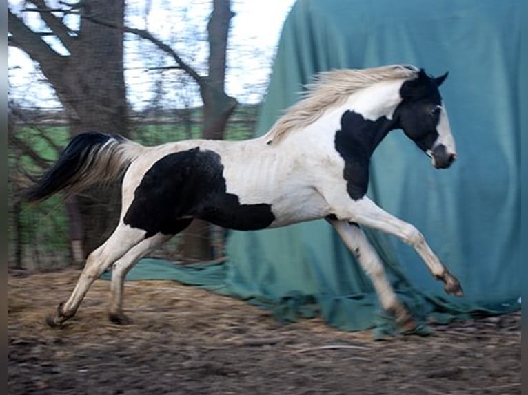German Riding Horse Stallion 4 years 16,2 hh Tobiano-all-colors in Ennigerloh