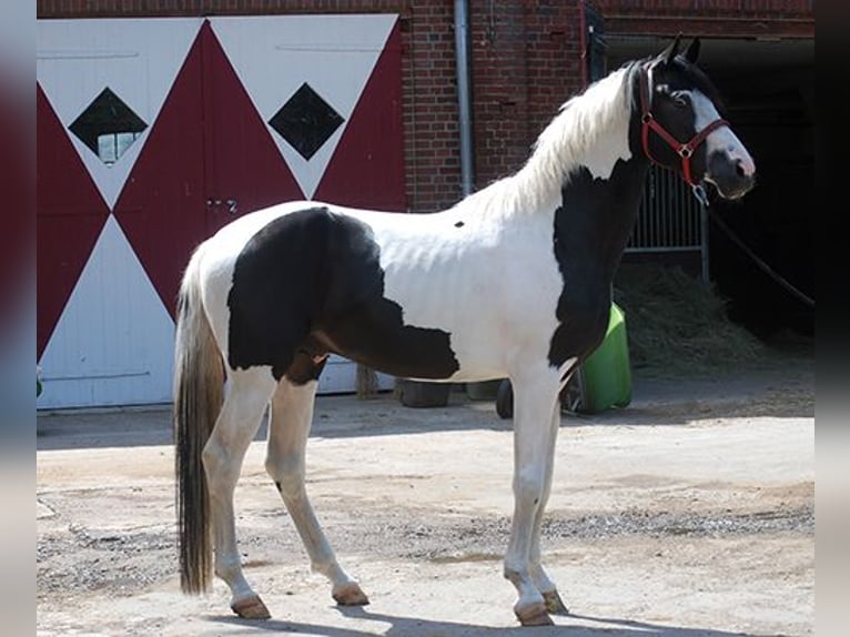 German Riding Horse Stallion 4 years 17 hh Pinto in Etgersleben