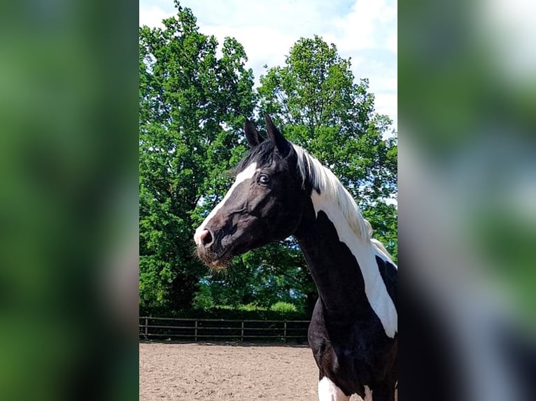 German Riding Horse Stallion 4 years 17 hh Pinto in Etgersleben