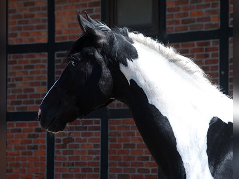 German Riding Horse Stallion 4 years 17 hh Pinto in Etgersleben