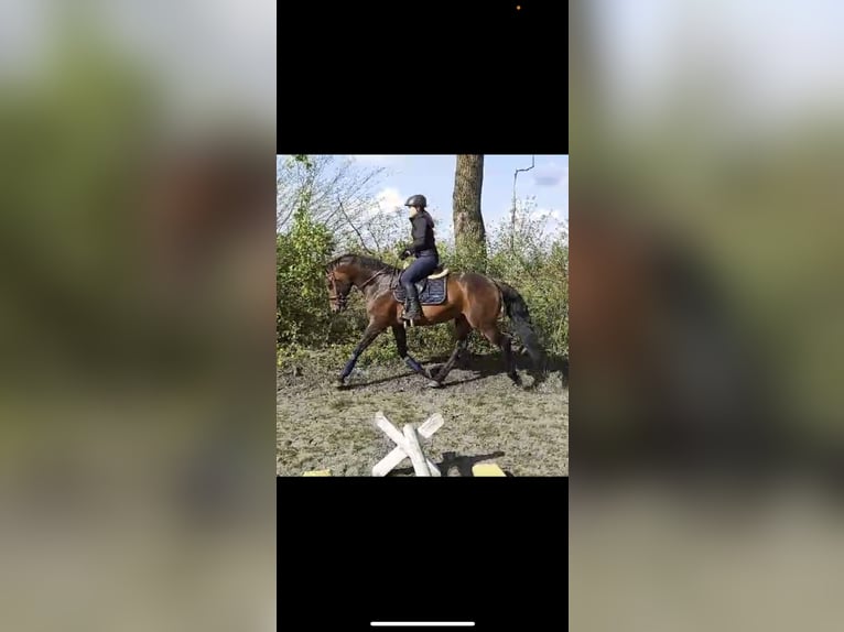 German Riding Horse Stallion 5 years 16 hh Brown in Itzehoe