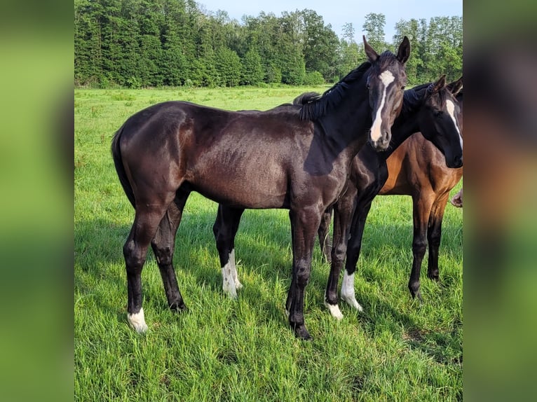German Riding Horse Stallion 5 years 16,1 hh Black in Menslage