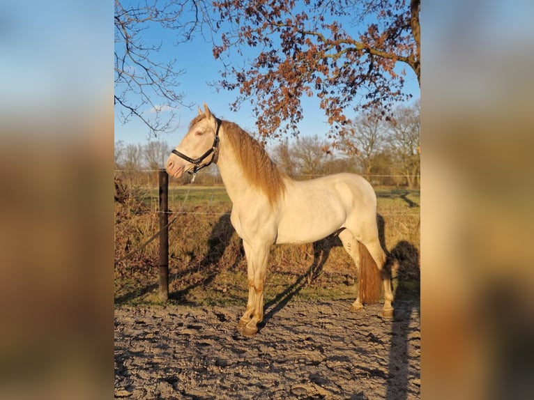 German Riding Horse Mix Stallion 7 years 15,2 hh Perlino in Noardburgum