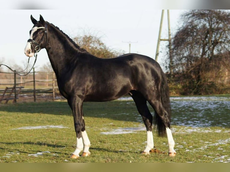 German Riding Horse Stallion Black in Lippetal