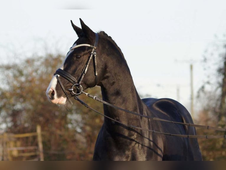 German Riding Horse Stallion Black in Lippetal