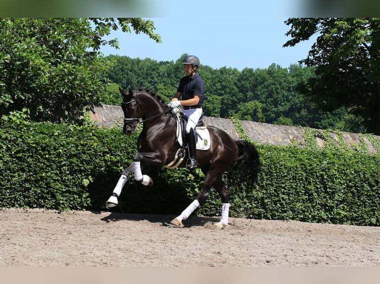German Riding Horse Stallion Black in Löningen