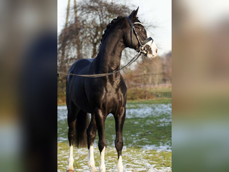 German Riding Horse Stallion Black in Lippetal