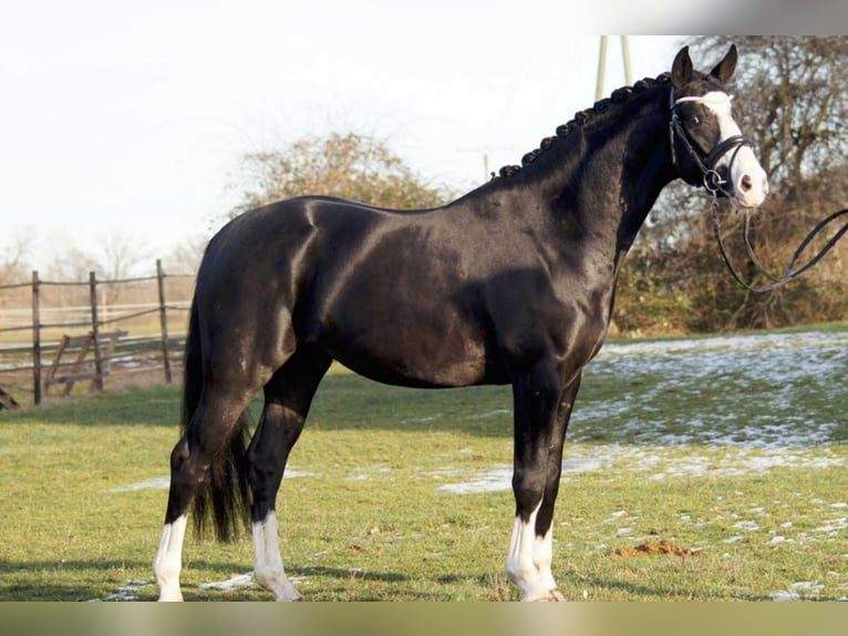 German Riding Horse Stallion Black in Lippetal