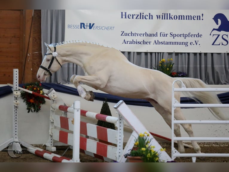 German Riding Horse Stallion Cremello in Beaumont pied-de-boeuf