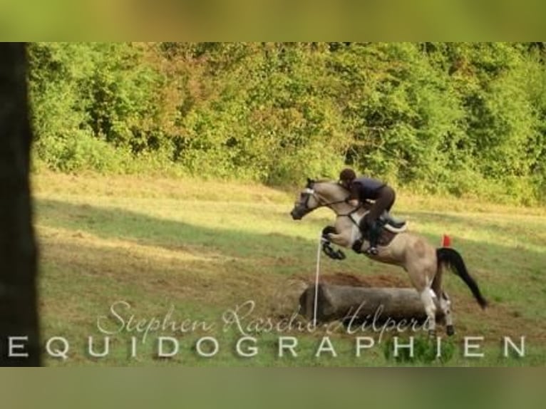 German Riding Horse Stallion in Beaumont pied-de-boeuf