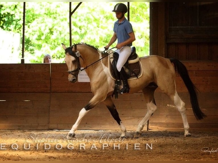 German Riding Horse Stallion in Beaumont pied-de-boeuf