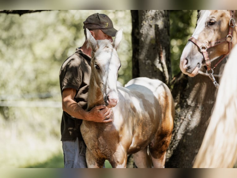 German Riding Horse Stallion Foal (05/2024) 15,3 hh Pinto in Friedrichsdorf