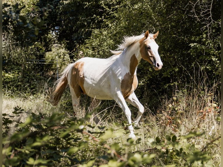 German Riding Horse Stallion Foal (05/2024) 15,3 hh Pinto in Friedrichsdorf