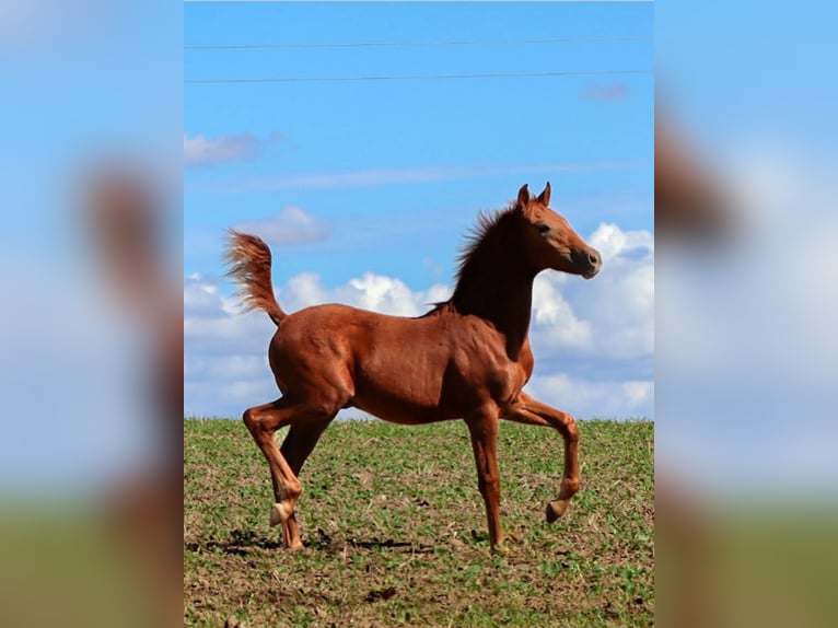 German Riding Horse Mix Stallion Foal (05/2025) 15,2 hh Chestnut-Red in Stavenhagen