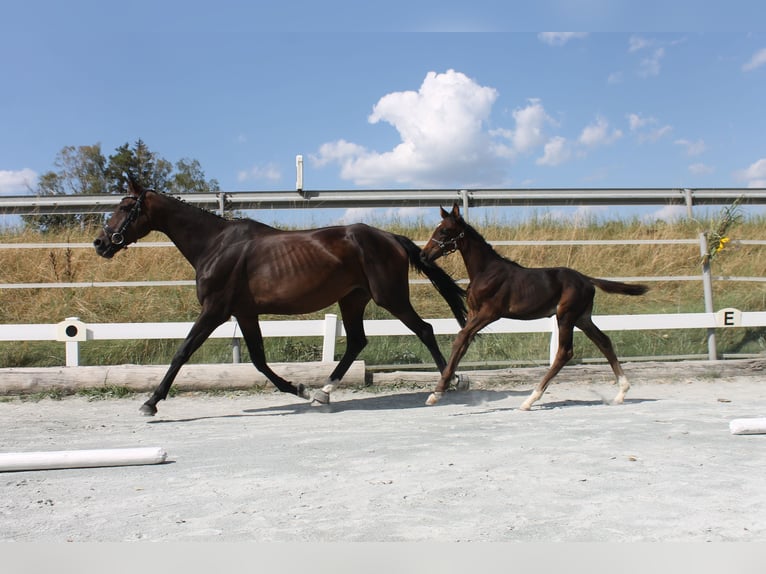 German Riding Horse Stallion Foal (06/2024) 16,1 hh Bay-Dark in Naila