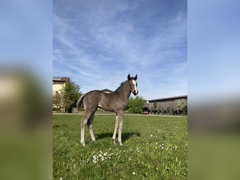 German Riding Horse Stallion Foal (03/2024) 16,1 hh Black in Leonberg