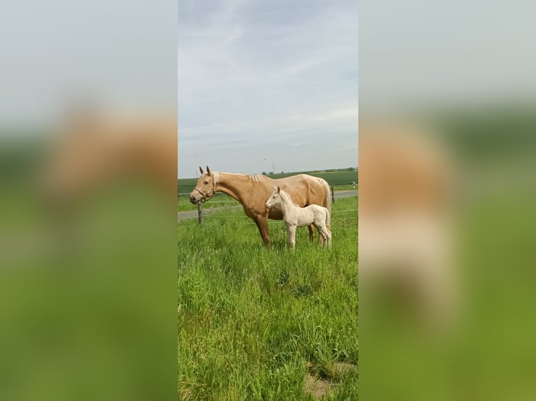 German Riding Horse Stallion Foal (04/2026) 16.1 hh Cremello in Naundorf