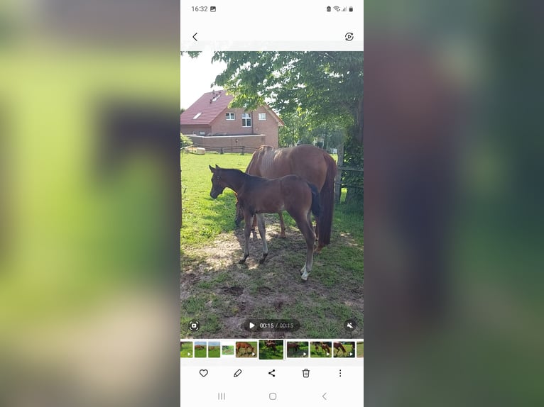 German Riding Horse Stallion Foal (04/2026) 16.2 hh Bay-Dark in Altenbeken
