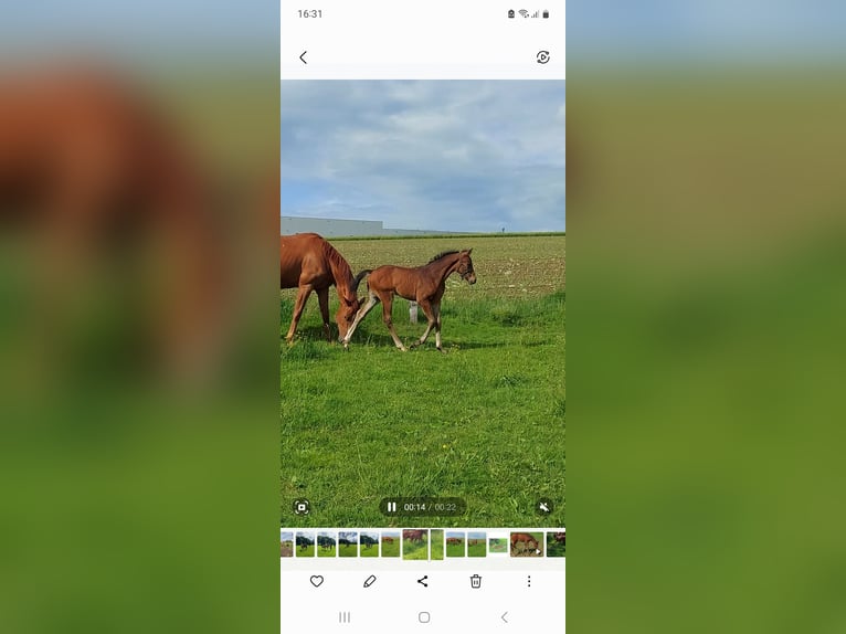 German Riding Horse Stallion Foal (04/2026) 16.2 hh Bay-Dark in Altenbeken