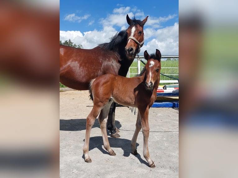 German Riding Horse Stallion Foal (05/2026) 16.2 hh Brown in Naila