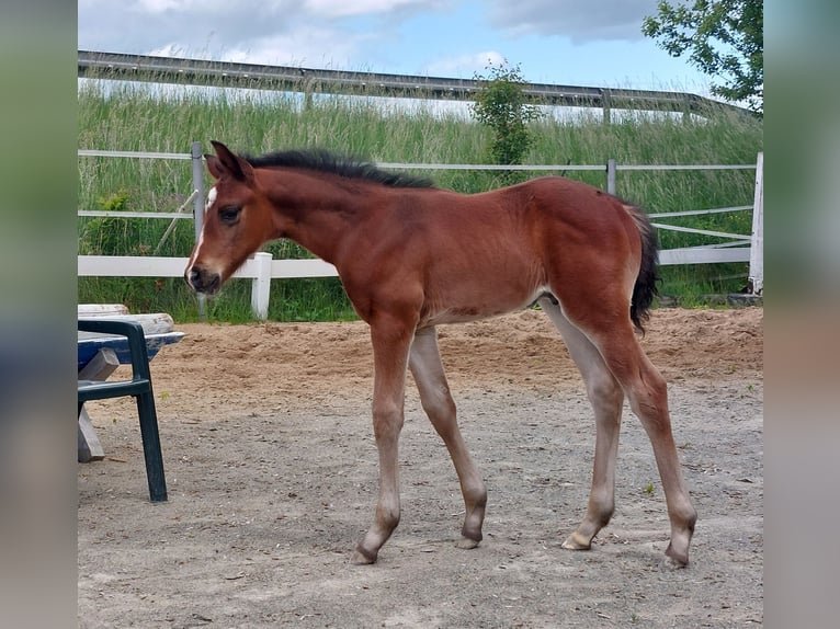 German Riding Horse Stallion Foal (05/2026) 16.2 hh Brown in Naila