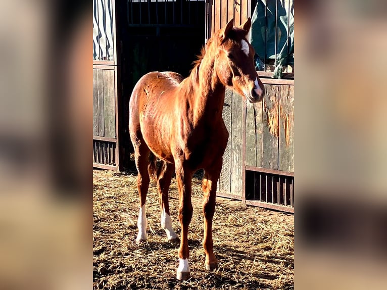 German Riding Horse Stallion Foal (01/2026) 16.2 hh Chestnut in Westeregeln