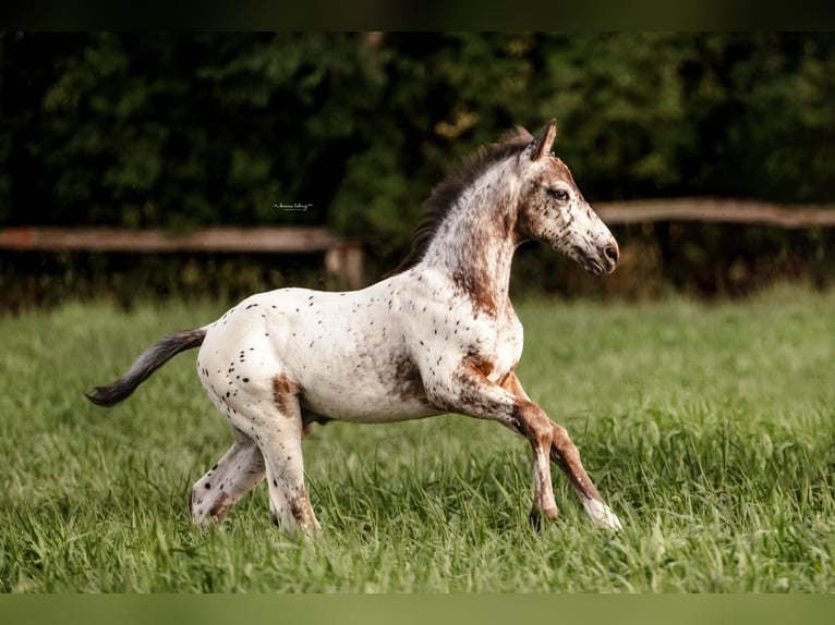 German Riding Horse Stallion Foal (06/2025) 16 hh Leopard-Piebald in Sehnde German Riding Horse Stallion Foal (06/2025) 16 hh Leopard-Piebald in Sehnde