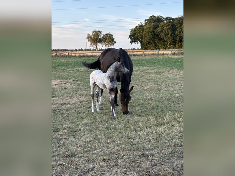 German Riding Horse Stallion Foal (06/2025) 16 hh Leopard-Piebald in Sehnde