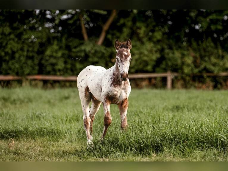 German Riding Horse Stallion Foal (06/2025) 16 hh Leopard-Piebald in Sehnde German Riding Horse Stallion Foal (06/2025) 16 hh Leopard-Piebald in Sehnde